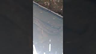 Peixe Moreia em área de ressaca - Macapá