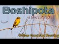Boshipota A Bird S Paradise