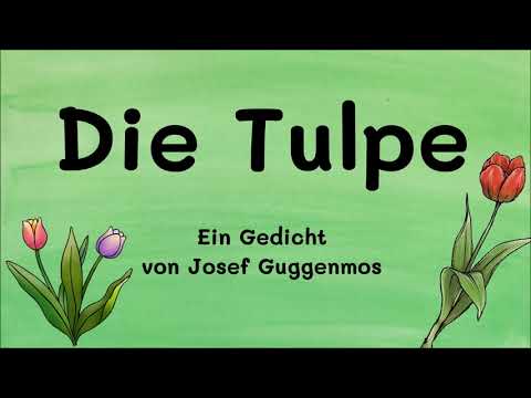 The Tulip - A poem by Josef Guggenmos