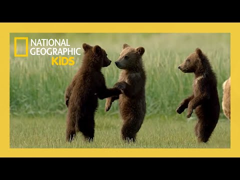 Wild Babies of America's National Parks! | Full Episode | @natgeokids