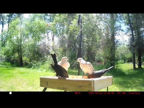Platform Feeder Birds - Grackles, House Sparrows, Brown-headed Cowbirds, Eurasian Ring-necked Doves