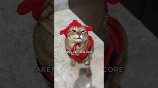 Download lagu Aren gentong core #kucing #catlove mp3 Download lagu Aren gentong core #kucing #catlove mp3