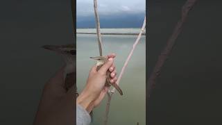 Download lagu PIKAT KERAK BASI ALIS PUTIH DI TAMBAK ‼️ #burung #viral #music #reels #kicaumania #tiktok #like mp3