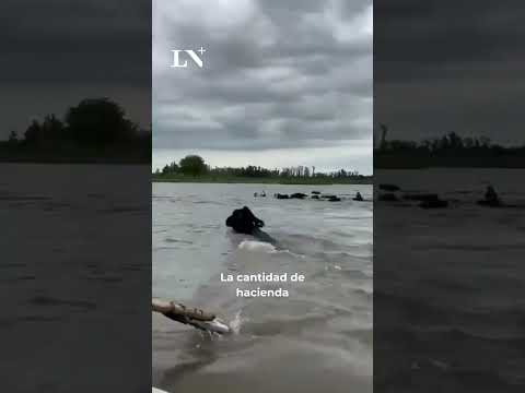 Litoral: la crecida del río Paraná cortó rutas en Chaco y obliga a evacuar la Isla del Cerrito