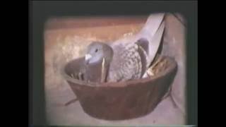 Video 179: 'Golden' Cine Film 1: Keith Mott 1974 - 1985