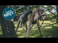 Wooden Horse Build For Kids