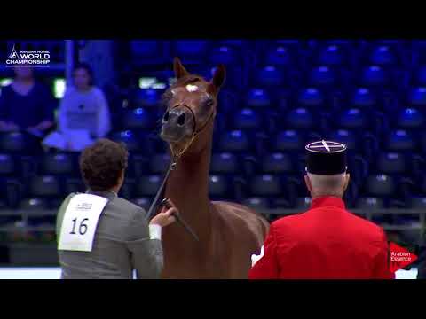 N.16 SWEIRA AL JASSIMYA - Paris 2017 - Yearling Fillies (Class CM1B)