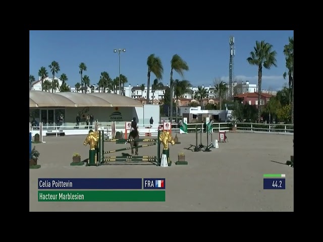 A vendre hongre de 9 ans 