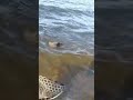 Video Thumbnail for Katepwa Lake (PB Carp).