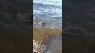 Katepwa Lake (PB Carp).