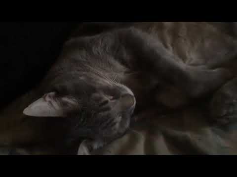 A brief history of cats