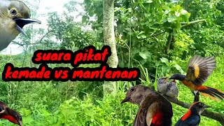 Download lagu Suara Pikat Burung Kemade Vs Mantenan ||| Ampuh (Sudah terbukti) mp3