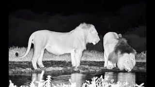 Lions at Ol Donyo. africamLIVE 17 April 2024