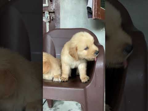 Golden retriver 🦮🦮