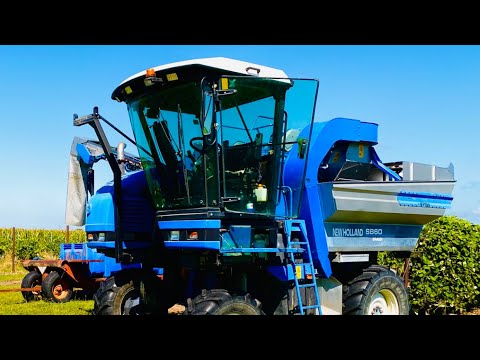 New Holland SB60 Braud Grape Harvester In Action!