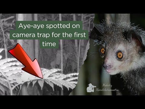 Aye-aye Spotted on Camera Trap for the First Time!