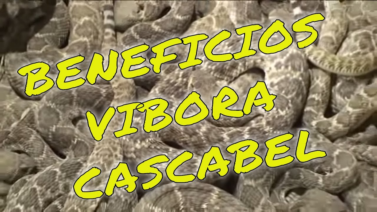 Watch video Beneficios de #ViboradeCascabel #SweetwaterTexas #LenteViajeroUSA Now Beneficios de #ViboradeCascabel #SweetwaterTexas #LenteViajeroUSA