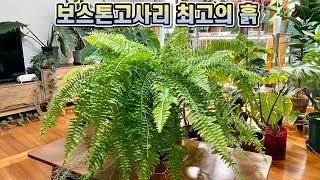 보스톤고사리 잘 자라는 최고의 흙 대공개!! 보스톤고사리 분갈이, 비료, 번식, 물주기, 광량!!
