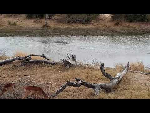 Djuma: Waterbuck bull with Impalas - 09:49 - 08/14/21