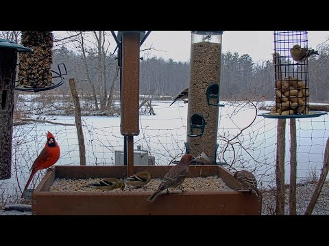 Feeder Birds Galore! Forest Residents Visit Snowy Feeders At Cornell Lab – Dec. 2, 2024