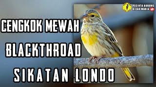 Download lagu SUARA BURUNG BLACKTROAT MASTERAN BUAT BURUNG KENARI mp3 Download lagu SUARA BURUNG BLACKTROAT MASTERAN BUAT BURUNG KENARI mp3