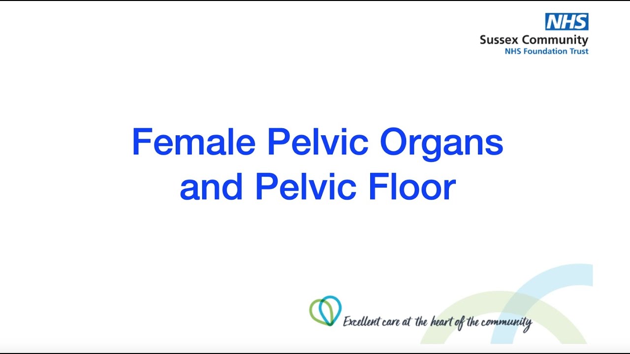 Female pelvic organs and pelvic floor