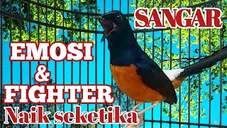 Download lagu BENAR BENAR NGAJAK TARUNG | MURAI BATU FULL ISIAN PANCING EMOSI LAWAN mp3