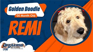 Download Lagu 5mo Golden Doodle(Remi) Best Dog Trainers in Va Thumbnail