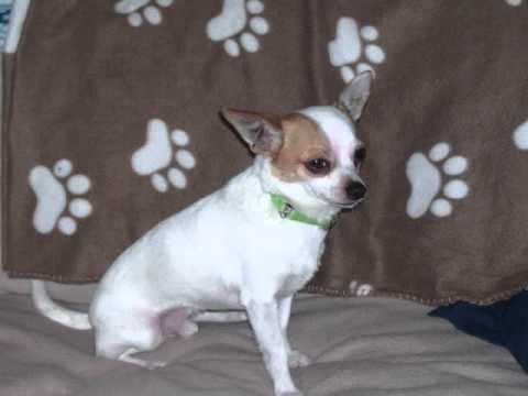 Freddie (Local!), an adopted Chihuahua in Princeton, MA_image-1