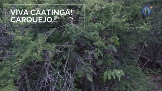 Miniatura do vídeo