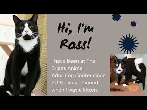 Ross, an adopted Domestic Short Hair in Charles Town, WV_image-1