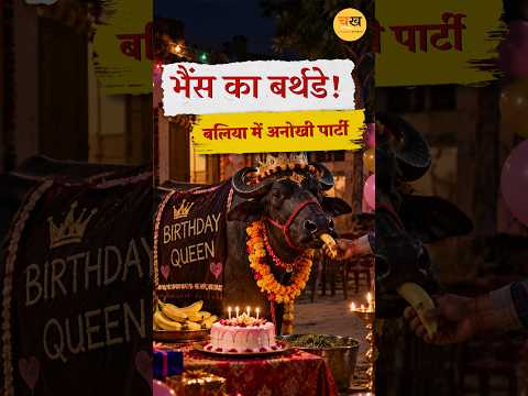 भैंस का बर्थडे… केक कटा, गुब्बारे लगे और मेहमानों ने खिलाए केले! — बलिया |