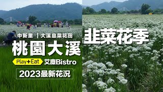 [討論] 這次小草行動要叫什麼花？