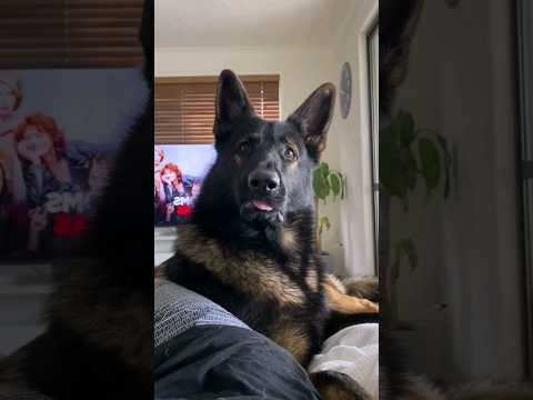 The dog's face went like 'HUH?' 😂 #shorts #dogs #funnydog