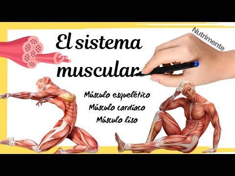 El SISTEMA MUSCULAR [Tipos de músculos y sus características]