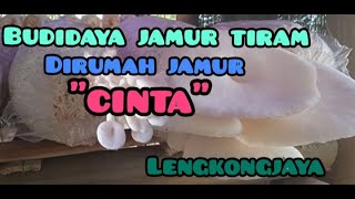 Download lagu BUDIDAYA JAMUR TIRAM DIRUMAH JAMUR CINTA LENGKONGJAYA mp3 Download lagu BUDIDAYA JAMUR TIRAM DIRUMAH JAMUR CINTA LENGKONGJAYA mp3
