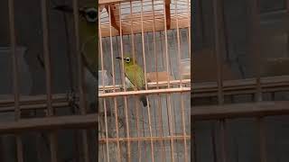 Download lagu Burung Pleci Auriventer Betina Memanggil mp3