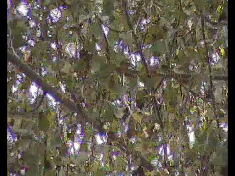 Luis Moralez - All Night Long