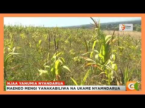Baadhi ya maeneo ya Kaunti ya Nyandarua yakabiliwa na ukame
