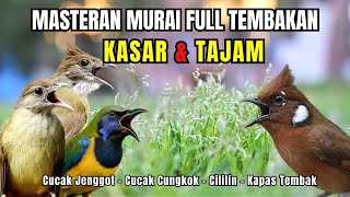 Download lagu Masteran FULL Tembakan KASAR dan Tajam Cucak Jenggot, Cucak Cungkok, Kapas Tembak, Cililin mp3