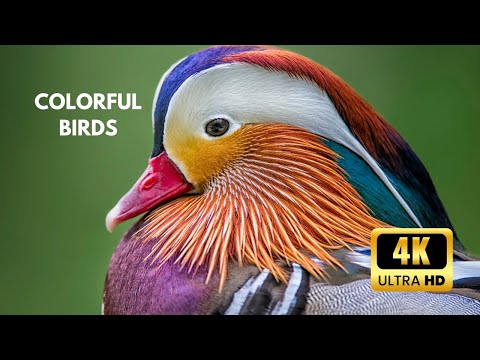 The Most Colorful Birds in the World 4K - Calm and Relaxation Music
