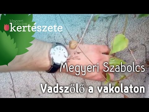 Vadszőlő vakolat - Parthenocissus tricuspidata - Vadszőlő rendelés - Megyeri Kertészet
