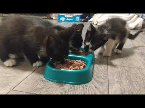 Kittens eating canned food