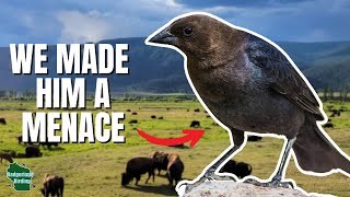 This Bird Hijacks Nests...And it's Thriving Because of Us