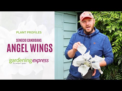 Plant Profile: Senecio candidans - Angel Wings