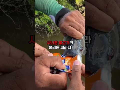피라냐 떼한테 살아남는 법