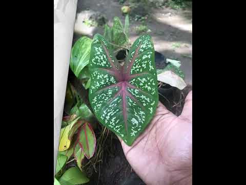 PATTERNS | MATHEMATICS IN NATURE🍃 -TESSELLATION/SYMMETRY/FRACTAL/SPIRAL