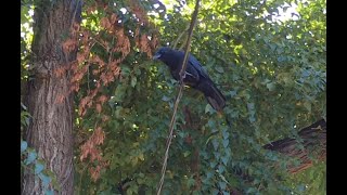 Crow Scolding