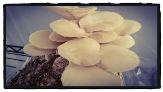 Oyster Mushroom Failure and What I Will Do Differently