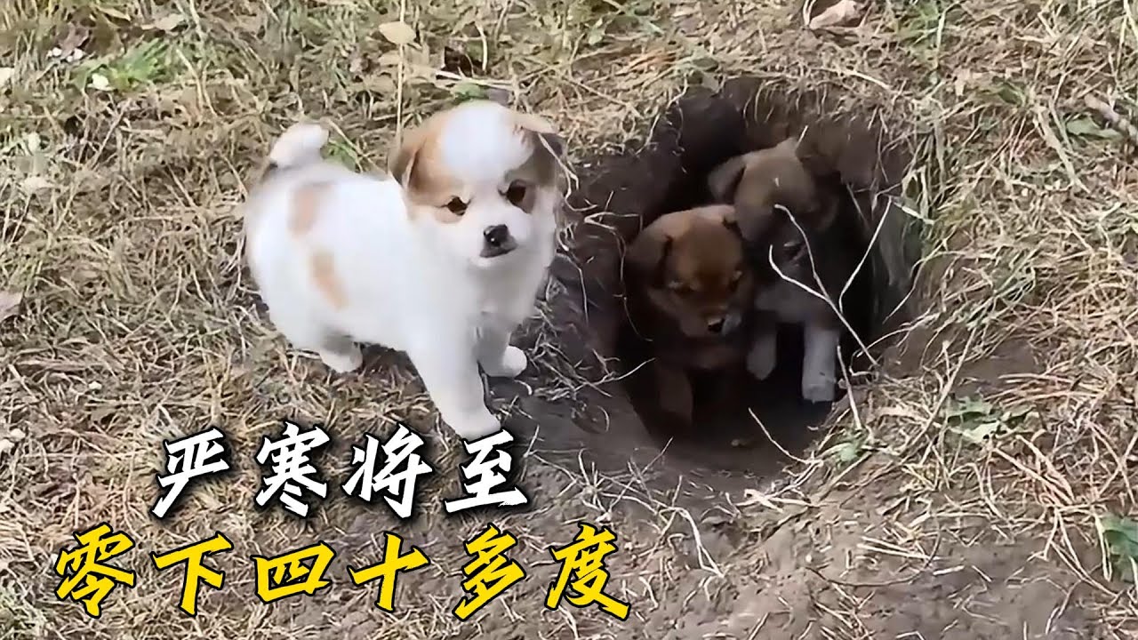 小姐姐在野外發現了四只躲在洞裏的狗崽，他們要怎樣挺過零下四十多度的冬天